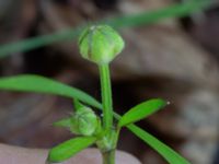 Ranunculus repens Ulricedal, Malmö, Skåne, Sweden 20210605_0037