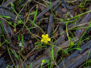 Ranunculus reptans - Creeping Spearwort - Strandranunkel