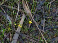 Ranunculus reptans Lursjöns badplats, Bubbarp, Hässleholm, Skåne, Sweden 20180826_0100