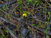 Ranunculus reptans Lursjöns badplats, Bubbarp, Hässleholm, Skåne, Sweden 20180826_0102