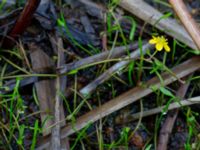 Ranunculus reptans Lursjöns badplats, Bubbarp, Hässleholm, Skåne, Sweden 20180826_0104