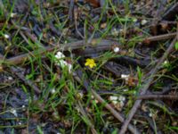 Ranunculus reptans Lursjöns badplats, Bubbarp, Hässleholm, Skåne, Sweden 20180826_0105