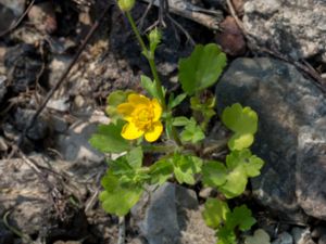 Ranunculus sardous - Hairy Buttercup - Sydsmörblomma