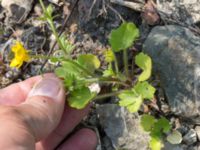 Ranunculus sardous Grodreservatet, Norra hamnen, Malmö, Skåne, Sweden 20160529_0211