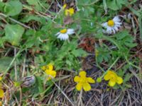 Ranunculus sardous Strandbaden, Falsterbohalvön, Vellinge, Skåne, Sweden 20180608_0034