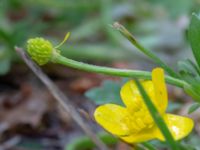 Ranunculus sardous Strandbaden, Falsterbohalvön, Vellinge, Skåne, Sweden 20180608_0036