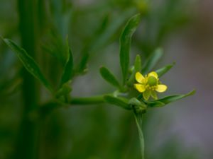 Ranunculus sceleratus - Celery-leaved Buttercup - Tiggarranunkel