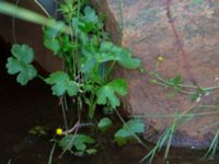 Ranunculus sceleratus Åstorp, Falkenberg, Halland, Sweden 20150721_0066