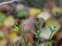 Ranunculus sceleratus Klagshamns kalkbrott, Klagshamns udde, Malmö, Skåne, Sweden 20151030_0025