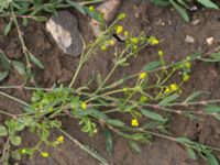 Ranunculus sceleratus Leråkra, Flädie, Lomma, Skåne, Sweden 20160715_0076