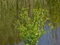 Ranunculus sceleratus Lilla kalkbrottet, Klagshamns udde, Malmö, Skåne, Sweden 20150628_0181