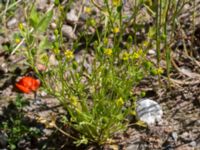 Ranunculus sceleratus Ridhuset, Klagshamns udde, Malmö, Skåne, Sweden 20150702_0013