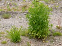 Ranunculus sceleratus Svanetorpsvägen, Åkarp, Lomma, Skåne, Sweden 20150528_0001