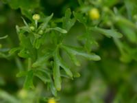 Ranunculus sceleratus Svanetorpsvägen, Åkarp, Lomma, Skåne, Sweden 20150528_0003