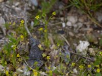 Ranunculus sceleratus Svanetorpsvägen, Åkarp, Lomma, Skåne, Sweden 20150528_0104