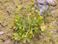 Ranunculus sceleratus Vanningen, Vellinge, Skåne, Sweden 20240616_0479