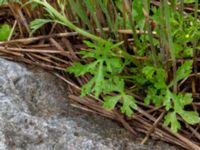 Ranunculus scleratus Rostvingestigen, Bunkeflostrand, Malmö, Skåne, Sweden 20190531_0016