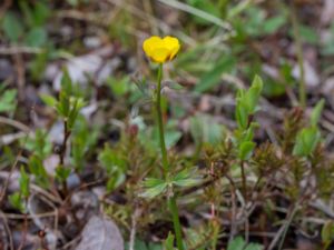 Ranunculus subborealis - Nordsmörblomma