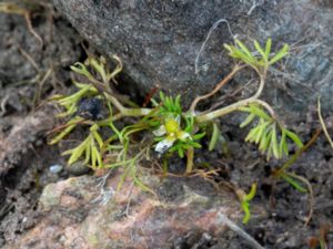 Ranunculus trichophyllus - Threadleaf Crowfoot - Grodmöja