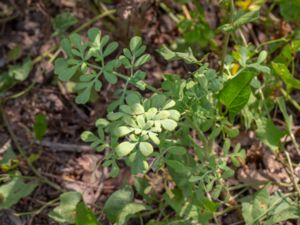 Ruta graveolens - Common Rue - Vinruta