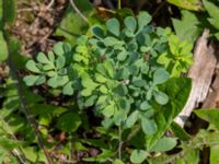 Ruta graveolens Ulricedal, Malmö, Skåne, Sweden 20190730_0014