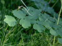 Thalictrum aquilegiifolium Herrgårdsparken, Fröseke, Uppvidinge, Småland, Sweden 20190608_0529