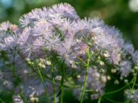 Thalictrum aquilegiifolium Herrgårdsparken, Fröseke, Uppvidinge, Småland, Sweden 20190608_0531