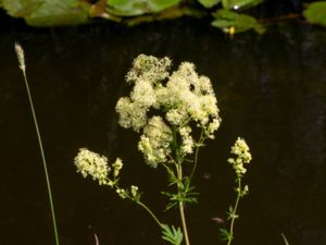 Thalictrum flavum - Yellow Meadow-rue - Ängsruta