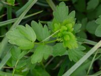 Thalictrum flavum Fuktängen, Toarp, Malmö, Skåne, Sweden 20240525_0131