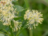 Thalictrum flavum Fuktängen, Toarp, Malmö, Skåne, Sweden 20240525_0134