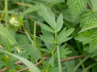 Thalictrum flavum Fuktängen, Toarp, Malmö, Skåne, Sweden 20240525_0135