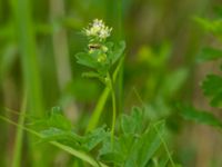 Thalictrum flavum Knösen, Falsterbohalvön, Vellinge, Skåne, Sweden 20160729_0151