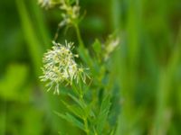 Thalictrum flavum Knösen, Falsterbohalvön, Vellinge, Skåne, Sweden 20160729_0155