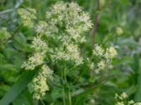 Thalictrum flavum Lilla Mölleberga, Malmö, Skåne, Sweden 20190620_0084