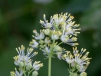 Thalictrum flavum Lilla Mölleberga, Malmö, Skåne, Sweden 20190620_0086