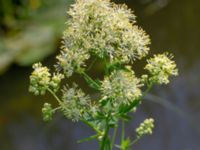 Thalictrum flavum Lilla Mölleberga, Malmö, Skåne, Sweden 20190620_0092