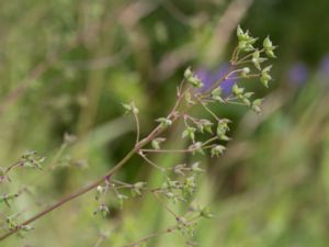 Thalictrum minus - Lesser Meadow-rue - Kustruta