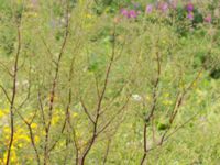 Thalictrum minus ssp. minus Klosterängshöjden, Lund, Skåne, Sweden 20170722_0022