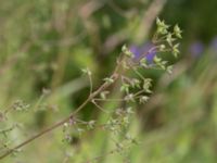 Thalictrum minus ssp. minus Klosterängshöjden, Lund, Skåne, Sweden 20170722_0024