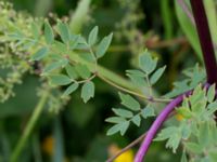 Thalictrum minus ssp. minus Klosterängshöjden, Lund, Skåne, Sweden 20170722_0027