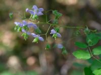 Thalictrum rochebruneanum Lilla Vittsjö, Vittsjö, Hässleholm, Skåne, Sweden 20230916_0109