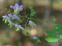 Thalictrum rochebruneanum Lilla Vittsjö, Vittsjö, Hässleholm, Skåne, Sweden 20230916_0110