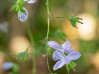 Thalictrum rochebruneanum Lilla Vittsjö, Vittsjö, Hässleholm, Skåne, Sweden 20230916_0111