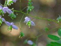 Thalictrum rochebruneanum Lilla Vittsjö, Vittsjö, Hässleholm, Skåne, Sweden 20230916_0114