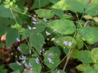 Thalictrum rochebruneanum Lilla Vittsjö, Vittsjö, Hässleholm, Skåne, Sweden 20230916_0118