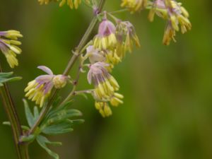 Thalictrum simplex - Small Meadow-rue - Vanlig backruta