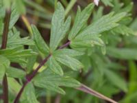 Thalictrum simplex ssp. simplex Bunkern, Tygelsjö ängar, Malmö, Skåne, Sweden 20150724_0051