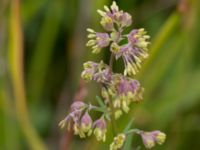 Thalictrum simplex ssp. simplex Bunkern, Tygelsjö ängar, Malmö, Skåne, Sweden 20150724_0052