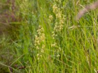 Thalictrum simplex ssp. simplex Bunkern, Tygelsjö ängar, Malmö, Skåne, Sweden 20150724_0070