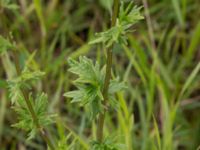 Thalictrum simplex ssp. simplex Bunkern, Tygelsjö ängar, Malmö, Skåne, Sweden 20150724_0071